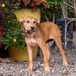 Bobbi Jean, Retriever, Labrador, available for adoption