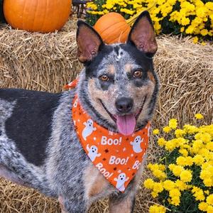 Beverly, American Blue Heeler, adult, available for adoption