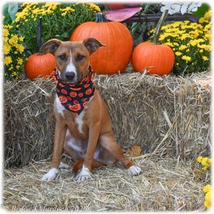 Clue, Feist, young, available for adoption
