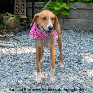 Ella, Hound, senior, available for adoption