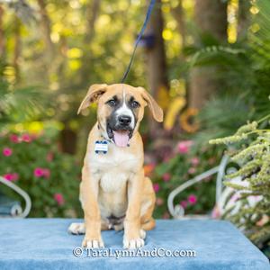 Belgium Wheat, Shepherd, available for adoption