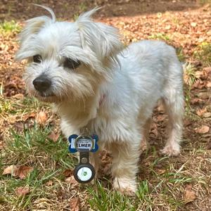 Elmer, Maltese, adult, available for adoption