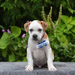 Cinema Secrets, Terrier, Pit Bull, available for adoption