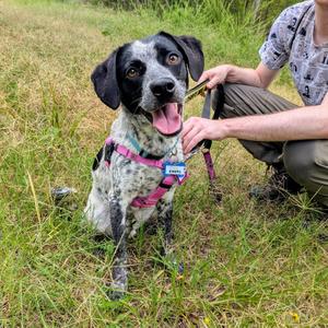 Emeril, Cattle Dog, adult, available for adoption