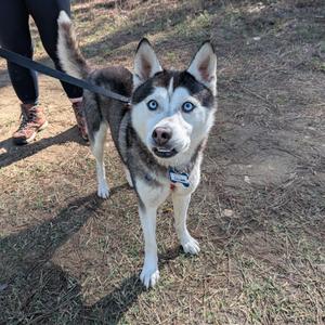 A husky dog with bright blue eyes stands on dirt ground next to a person's legs.