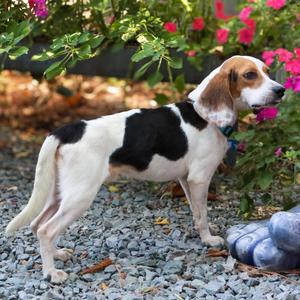 Eddie, Beagle, young, available for adoption