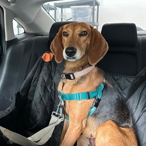 Dion, Hound, adult, available for adoption