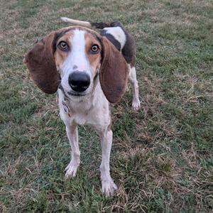 A brown and white dog with long floppy ears standing on grass.