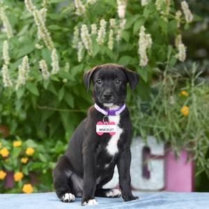 Bracelet, Terrier, available for adoption