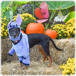 Dawn, Hound, adult, available for adoption