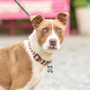 Adrian, Hound, young, available for adoption