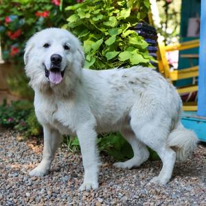 Elliot, Pyrenees, Great, young, available for adoption