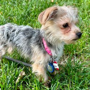 Cherry, Terrier, Yorkshire, Yorkie, senior, available for adoption
