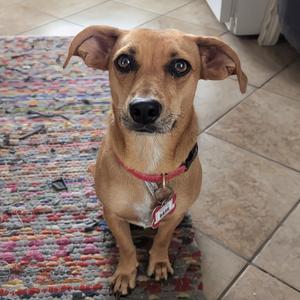 A brown dog with floppy ears sitting on a colorful rug, wearing a red collar with a tag.