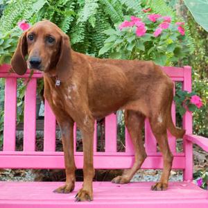 Brynn, Coonhound, Redbone, young, available for adoption