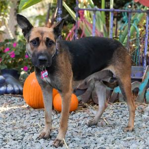 Celine, Shepherd, German, adult, available for adoption