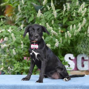 Coquille, Retriever, Labrador, available for adoption