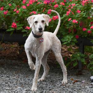 Brianna, Poodle, adult, available for adoption