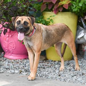 Eden, Hound, adult, available for adoption