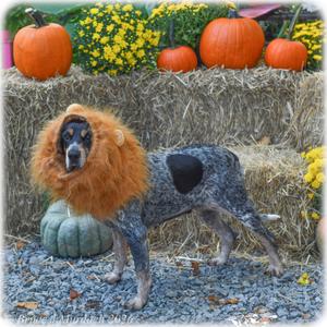 Darla, Coonhound, Bluetick, senior, available for adoption