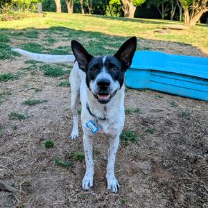 Ethan, Cattle Dog, young, available for adoption