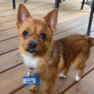 Clark, Chihuahua, Long Coat, adult, available for adoption