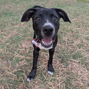 A black dog with white markings on its chest and paws, wearing a red collar, standing on grass and looking up with its mouth open.