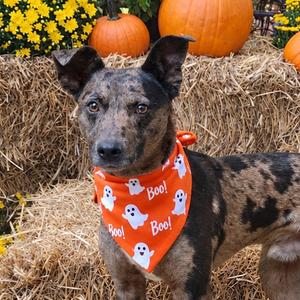 Billy, Feist, young, available for adoption