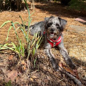 Benny, Schnauzer, young, available for adoption