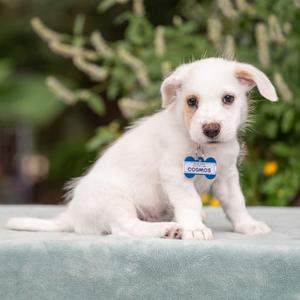 Cosmos, Pointer, available for adoption