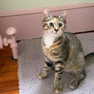 26-184 Viola, kitten, available for adoption
