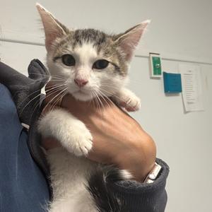 26-231 Selene, young, available for adoption