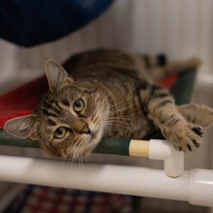 26-06 Maeve, adult, available for adoption