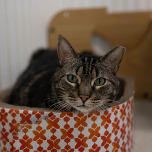 20-210 Dorian, adult, available for adoption