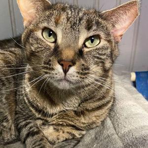 21-50 Nancy (w Ginger), senior, available for adoption