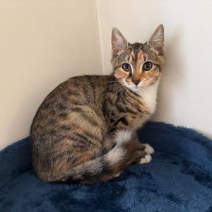 26-183 Rosalind, kitten, available for adoption