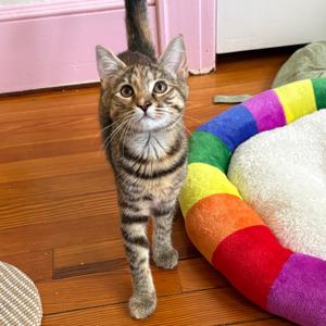 26-185 Portia, kitten, available for adoption