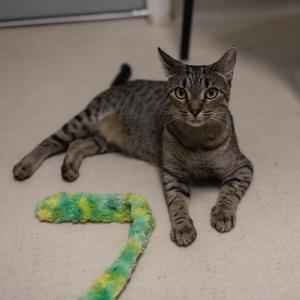 A gray tabby cat lying on a beige carpet with a green and yellow fuzzy toy in front of it.