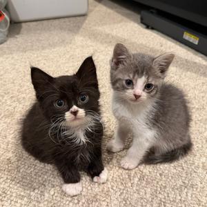 26-194 Johnny Cash, kitten, available for adoption