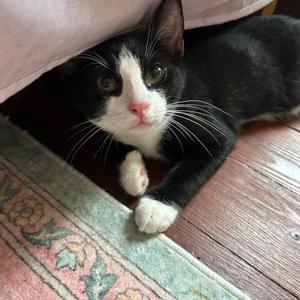 26-131 Puck, kitten, available for adoption