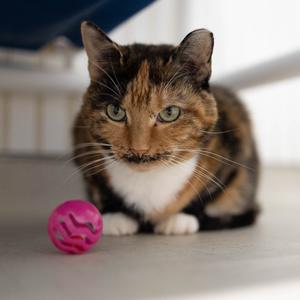 19-169 Sienna, senior, available for adoption