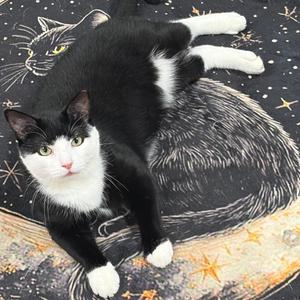 26-164 Soda Pop, adult, available for adoption