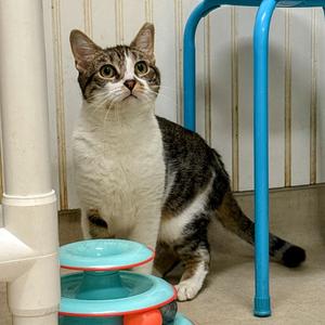 25-15 Pearl, adult, available for adoption