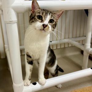 25-15 Pearl, adult, available for adoption