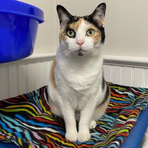 25-123 Scarlet, adult, available for adoption