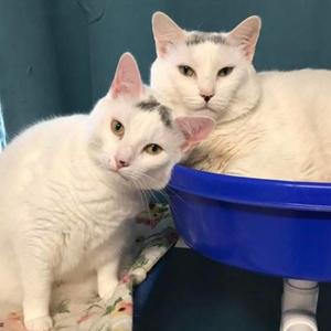 22-234 Sarah (with Farrah), adult, available for adoption
