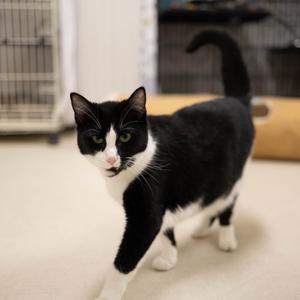 25-67 Chanterelle, adult, available for adoption
