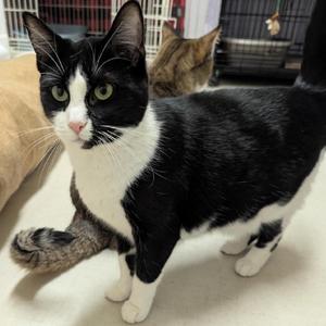 25-67 Chanterelle, adult, available for adoption