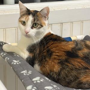 25-85 Ambrosia, adult, available for adoption