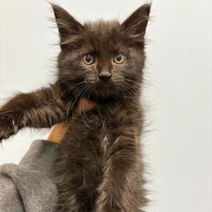 26-198 Electric Daisy, kitten, available for adoption